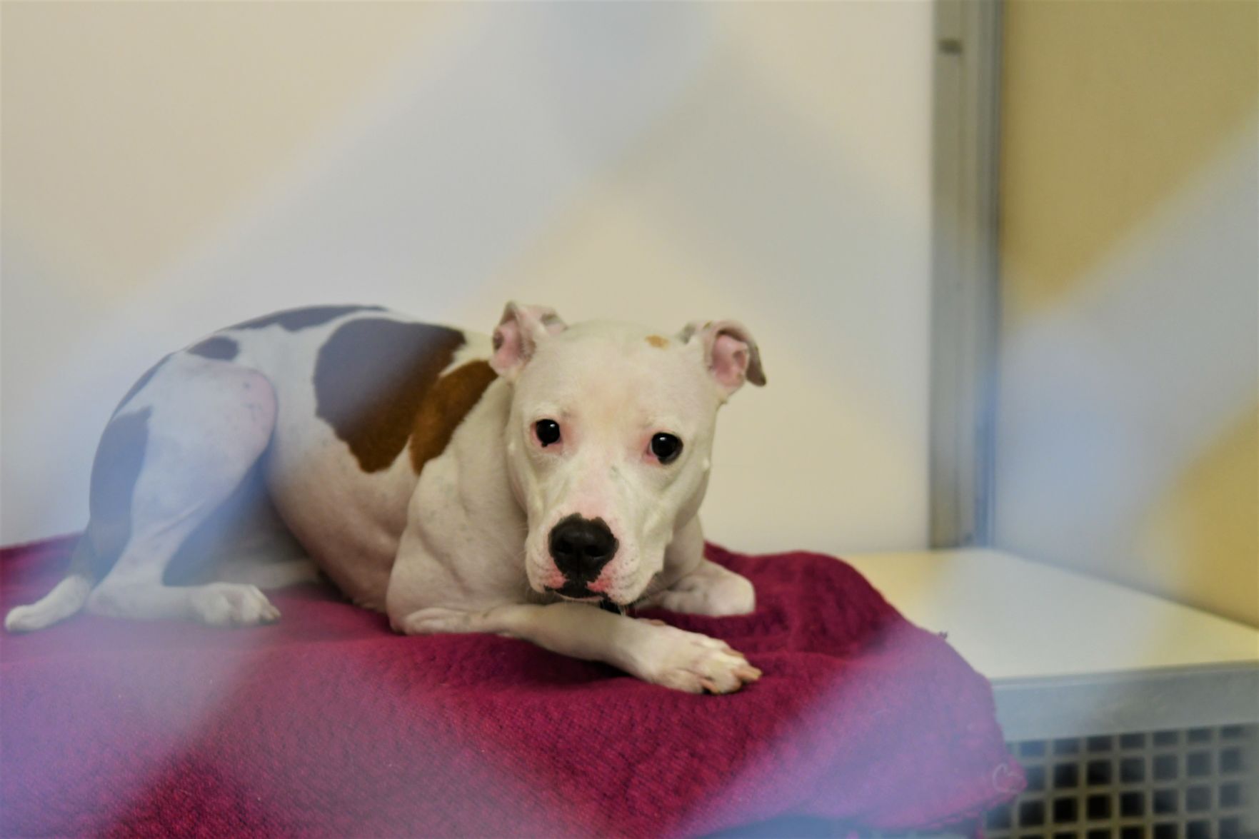 091421-qc-nws-dogs1.jpg